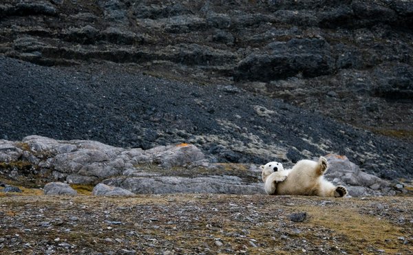 Comment organiser un camping pour observer les ours polaires en Arctique?